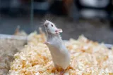 A white lab mouse in a cage 