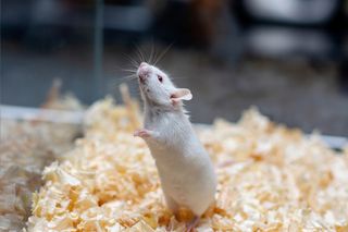 A white lab mouse in a cage 
