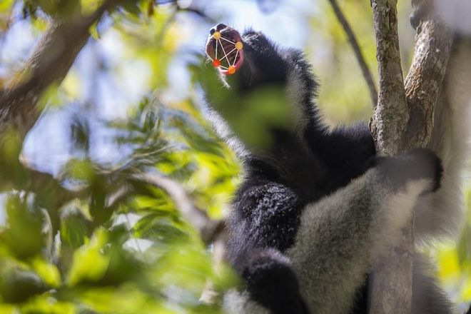 indri in a tree 