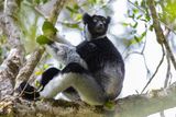 These Lemurs Have a Haunting Call and May Use Vocal Tricks Similar to Opera Singers 2 indri in a tree t