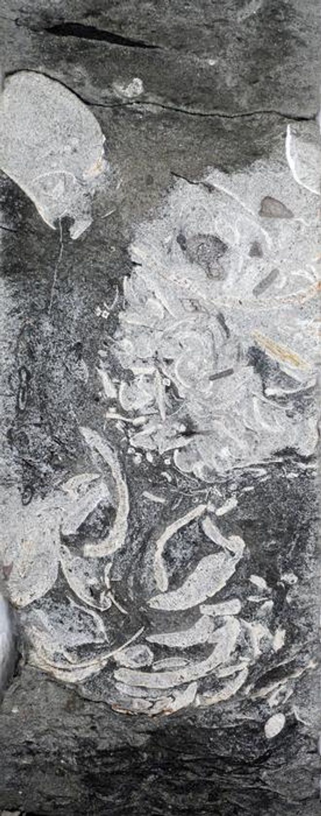 collection of bones, plants, and shells in plesiosaur vomit