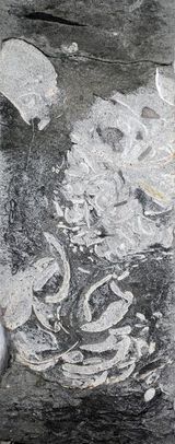 Ancient Vomit Found Beneath the North Sea Hints at Where Plesiosaurs May Have Napped After Dinner