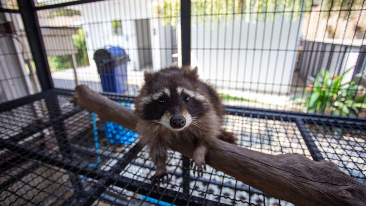 Orphaned Baby Raccoons Learn to Fish, Swim, and Climb at Survival Boot Camp Before Returning to the Wild