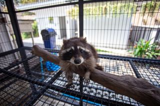 baby raccoon in a cage with a branch