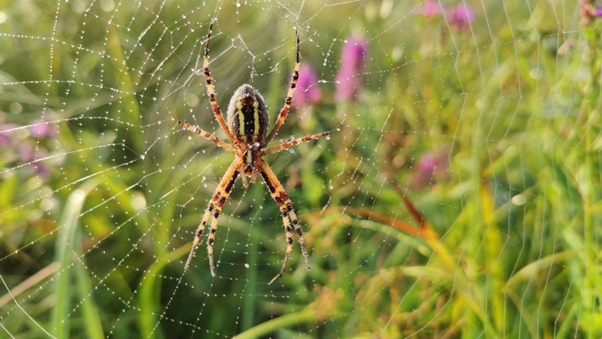 Wasp Spiders That Eat Their Mates Are Spreading North Across Britain