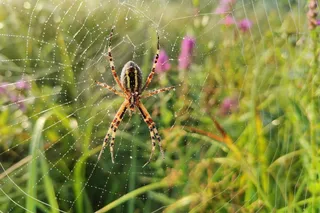 Wasp spider in its spider web