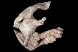 dinodontosaurus isiyavamanda jaw t
