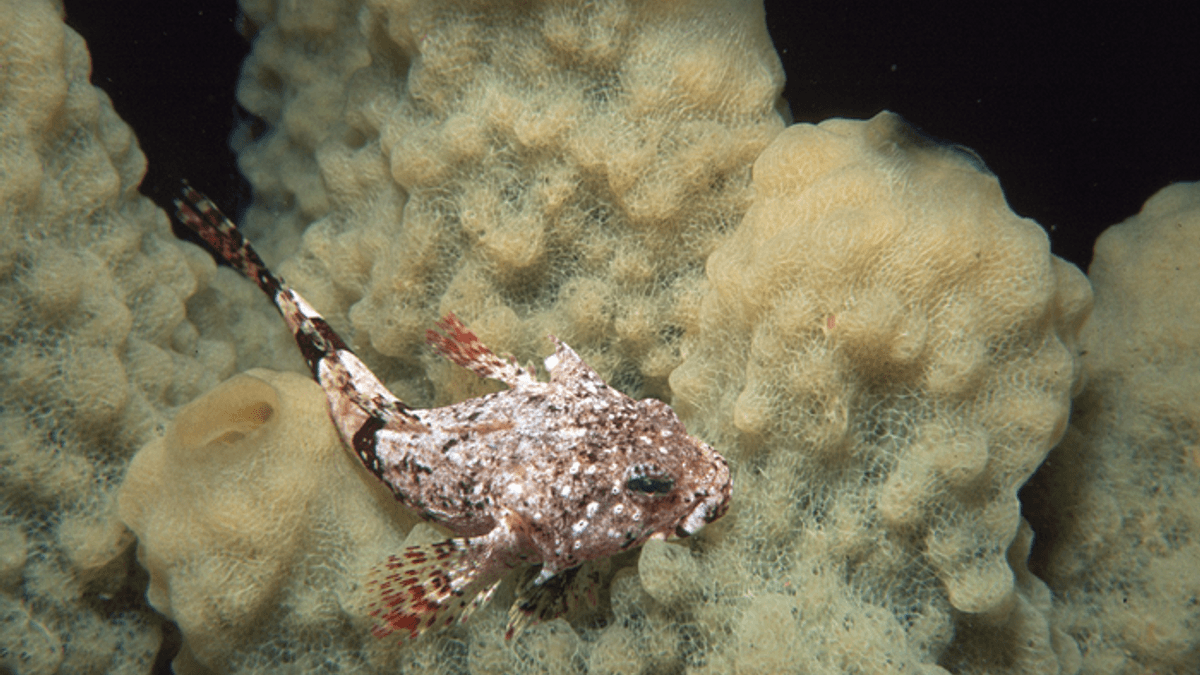 Antarctic Fish Cells May Offer Clues to Protein-Folding Diseases Like Alzheimer’s