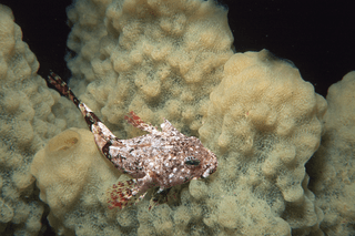Antarctic spiny plunderfish
