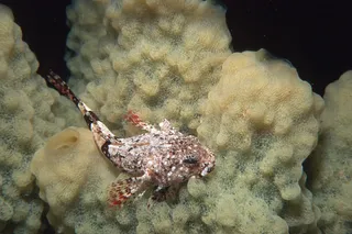Antarctic spiny plunderfish