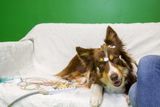 dog eeg human speech study t