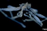 New Hairy-Legged Sea Spider Discovered!