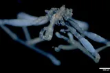 blue and red eyed sea spider 