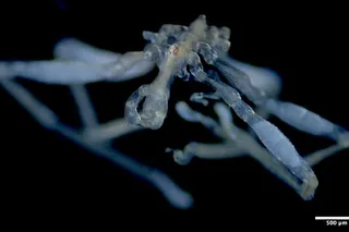 blue and red eyed sea spider
