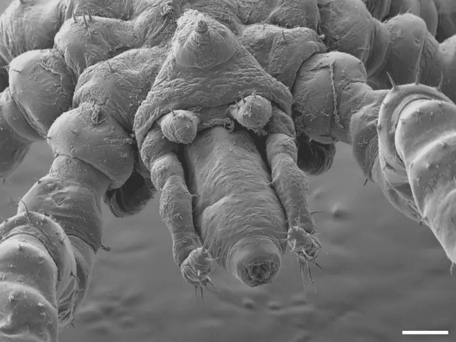 Close up of creepy spider face 