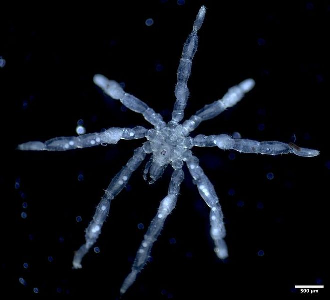 image of blue Tanystylum kiixin