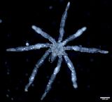 tanystylum kiixin t