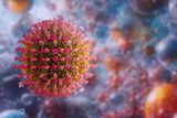 measles virus infection t