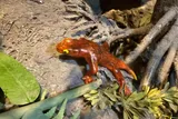 Model of ancient amphibian Jeanerpeton