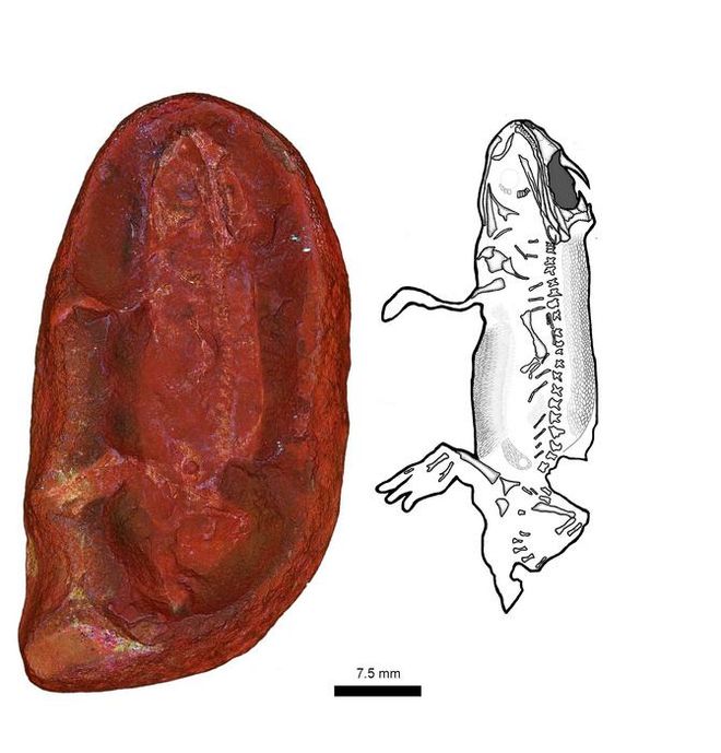 fossil of Jeanerpeton mazonensis fossil of Jeanerpeton mazonensis