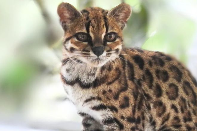 Individual of Leopardus tilcayo that lives in La Senda Verde Animal Refuge, La Paz, Bolivia.(Image Courtesy of Paola Nogales-Ascarrunz)