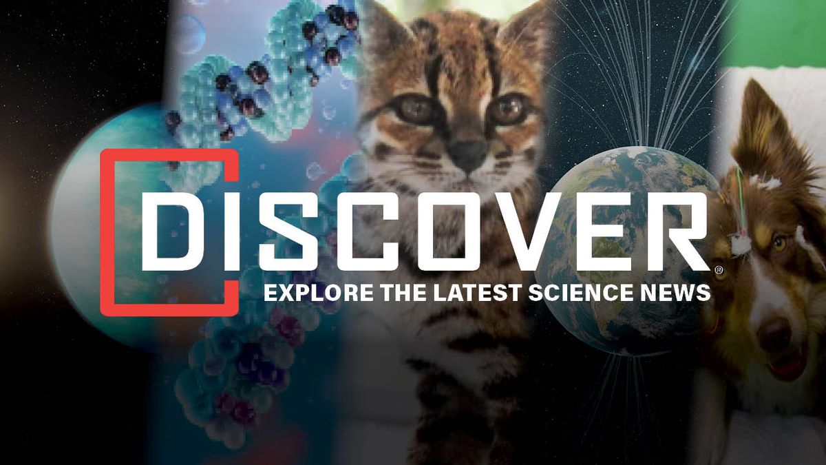 First New Cat Species in a Century, an mRNA Flu Vaccine, and Earth's Magnetic Field Could Affect How We Age