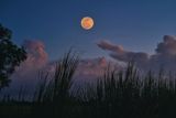 The 2026 Harvest Moon Rises This Weekend With Saturn Shining Nearby 2 orange harvest moon over field t