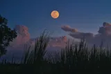 An orange Harvest Moon above silhouetted tall grass at dusk.