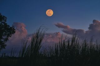 An orange Harvest Moon above silhouetted tall grass at dusk.