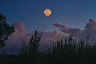 An orange Harvest Moon above silhouetted tall grass at dusk.