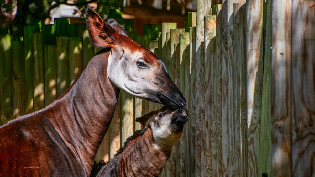 First Okapi Born in Southeast Asia Is Spending His First Months Playing Hide-and-Seek