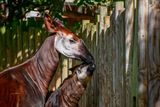Newborn Okapi Plays Hide-and-Seek in Singapore