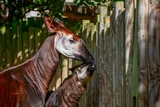 An adult okapi stands beside a calf near a wooden fence.