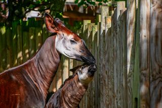 An adult okapi stands beside a calf near a wooden fence.