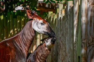 An adult okapi stands beside a calf near a wooden fence.