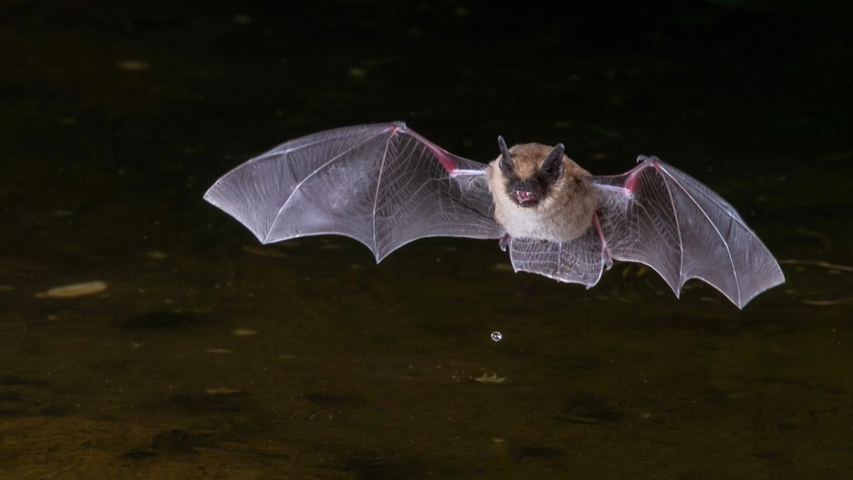 Umwelt Suggests That Every Animal Experiences the World Differently — and it Can Change How We Study Them