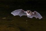 what is umwelt flying bat t