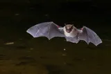 what is umwelt? flying bat at night 