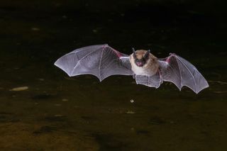 what is umwelt? flying bat at night 