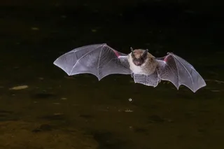 what is umwelt? flying bat at night