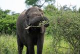 Elephants Use Plants to Heal Themselves