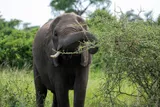 an elephant eating brush
