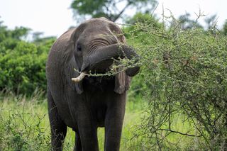 an elephant eating brush