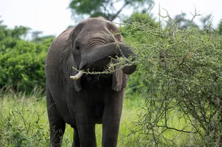 an elephant eating brush