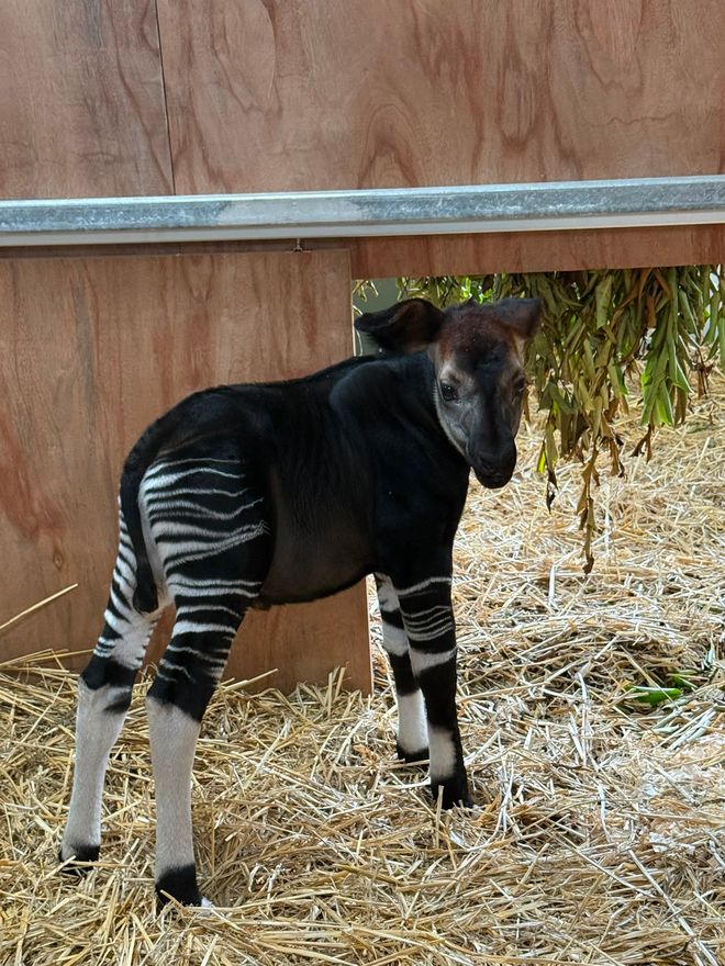 baby okapi in his enclosure 
