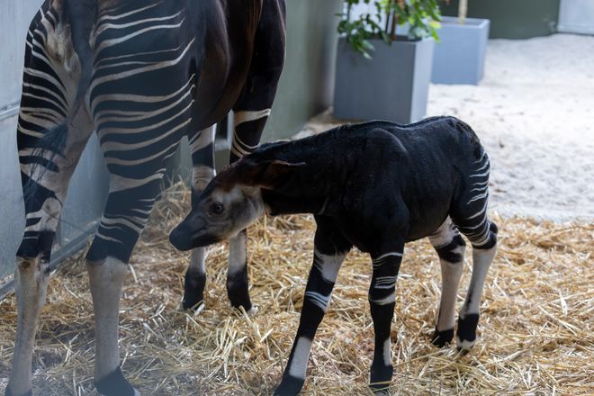 Okapi calf and mother in their enclosure 