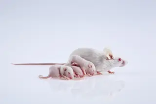 mouse pups tesosterone