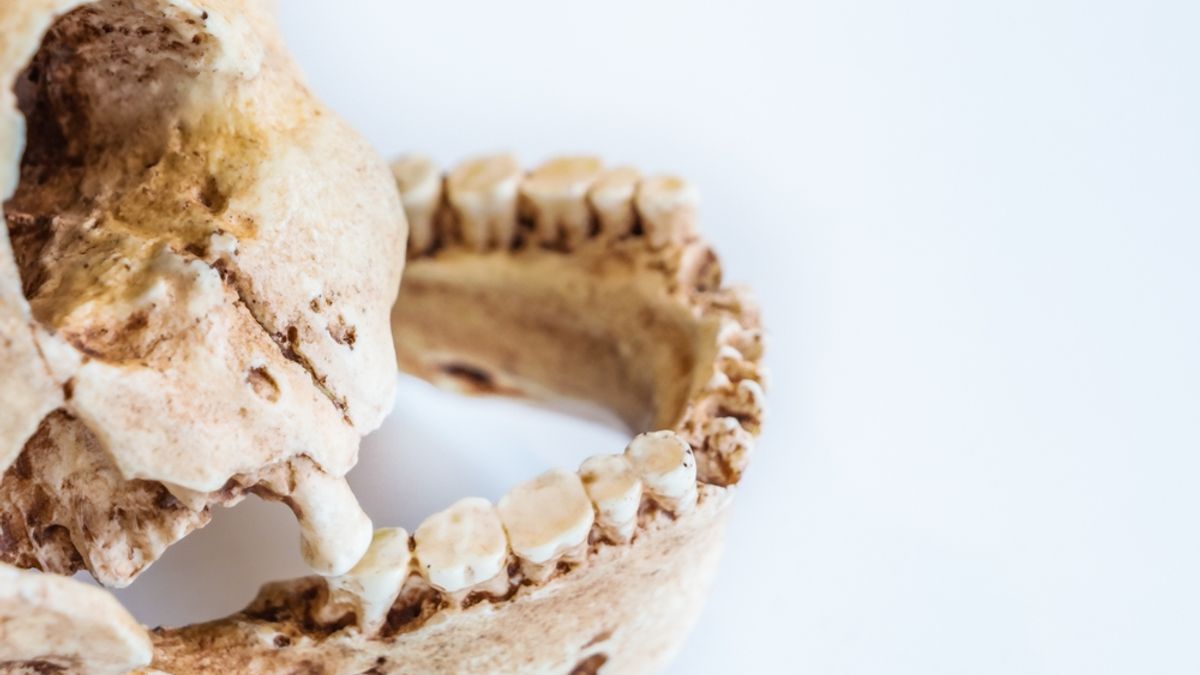 Newly Discovered <em>Homo Erectus</em> Fossil Reveals a Time When Our Ancestors Were Outnumbered in South Africa 10 to 1