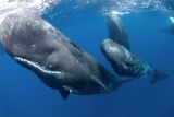 Whale Collision Highlights Ocean Safety