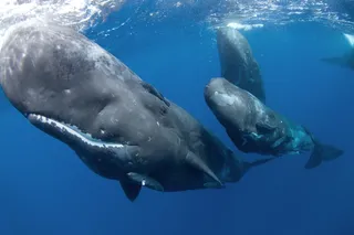 Sperm whales swimming in the ocean